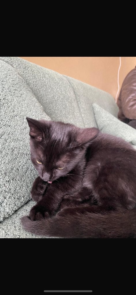 Kat, Dieren en Toebehoren, Poes, Kortharig, 0 tot 2 jaar