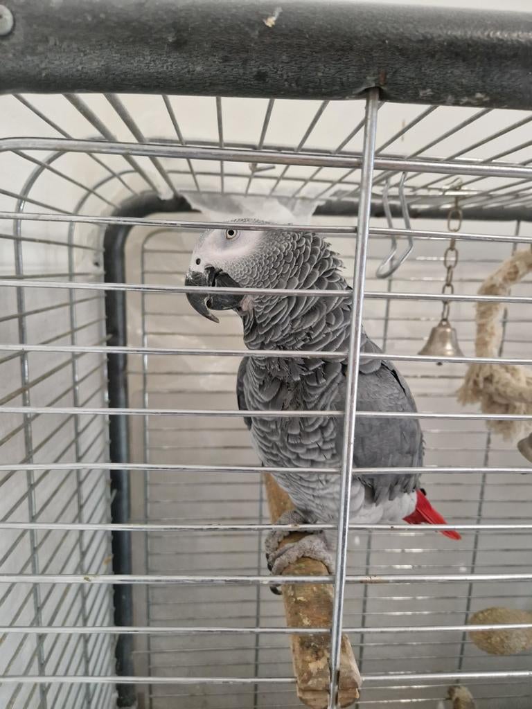 Grijze roodstaart papagaai, Dieren en Toebehoren, Vogels | Parkieten en Papegaaien, Mannelijk, Papegaai