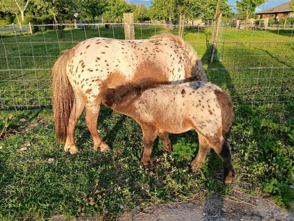 mini pony, Niet van toepassing, 0 tot 2 jaar, A pony (tot 1.17m), Recreatiepony