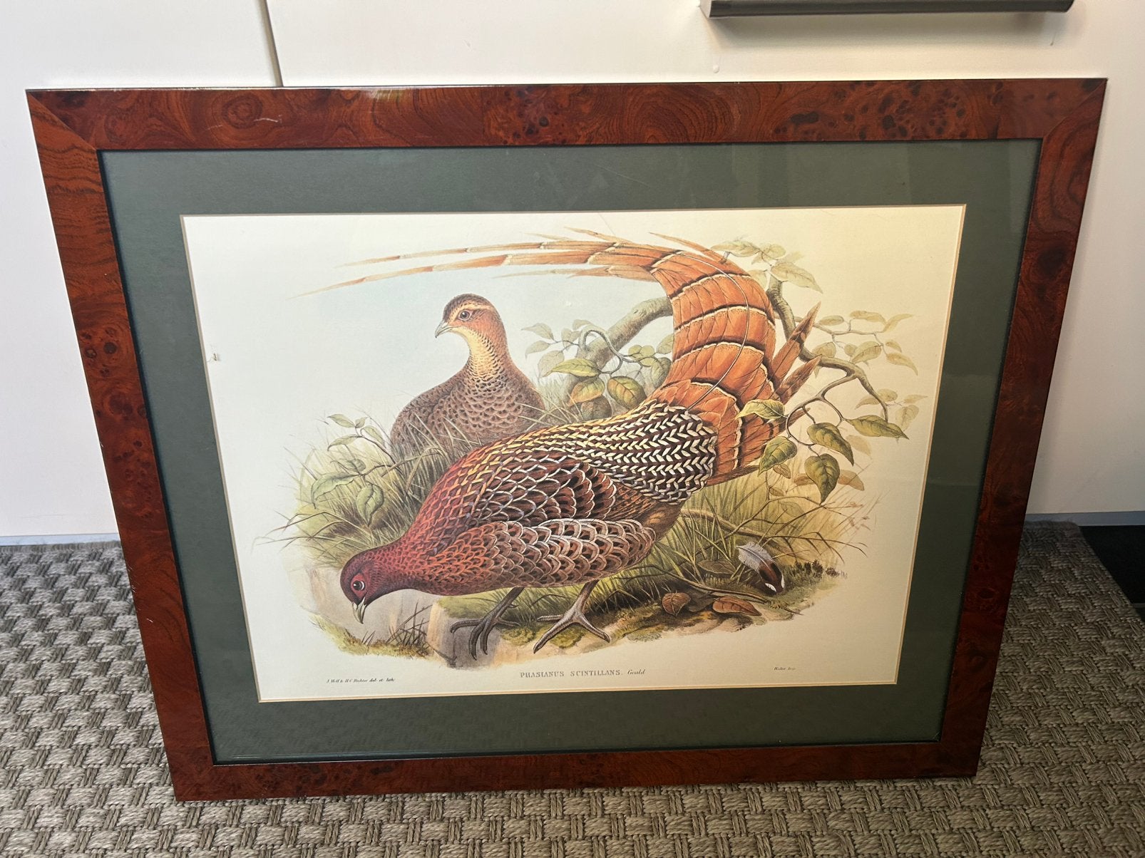 "Phasianus Scintillans" - John Gould, Antiek en Kunst, Kunst | Litho's en Zeefdrukken, Met glas, Ophalen, Dieren en Natuur, Lithografie