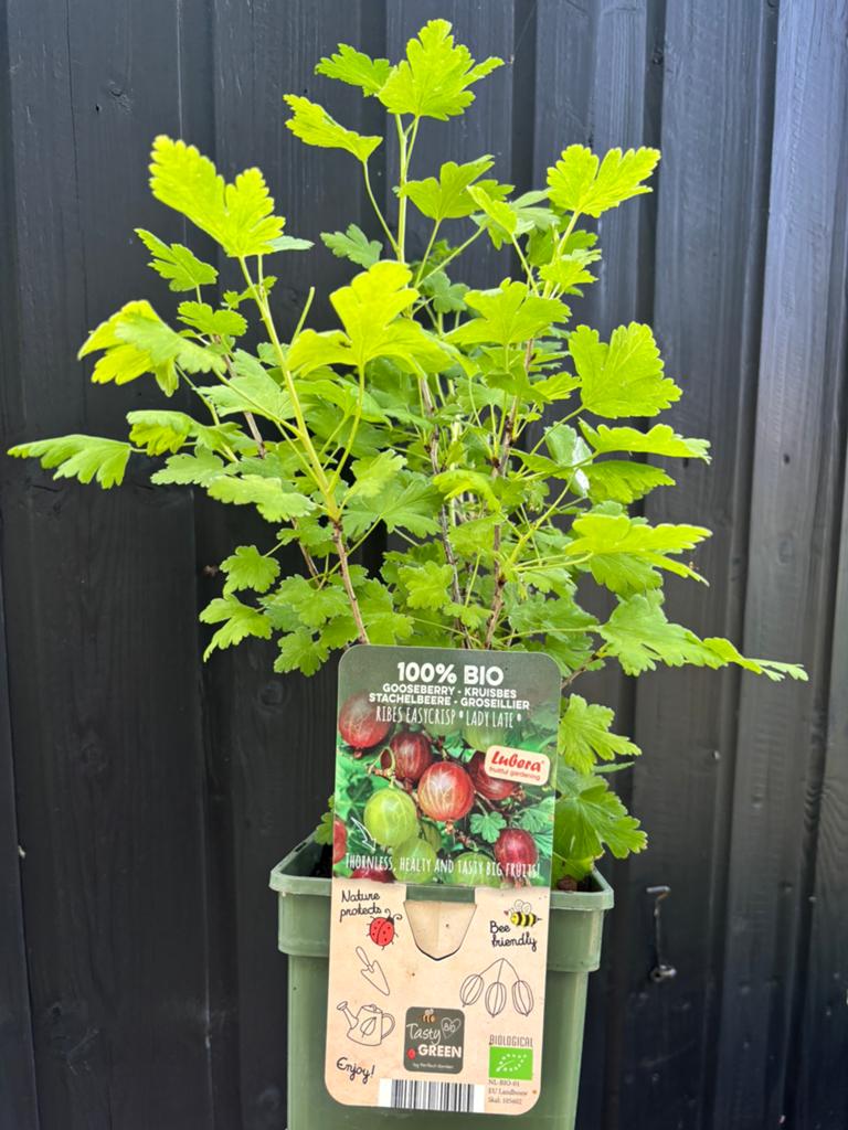 Kruisbes, Ophalen of Verzenden, Vaste plant, Fruitplanten