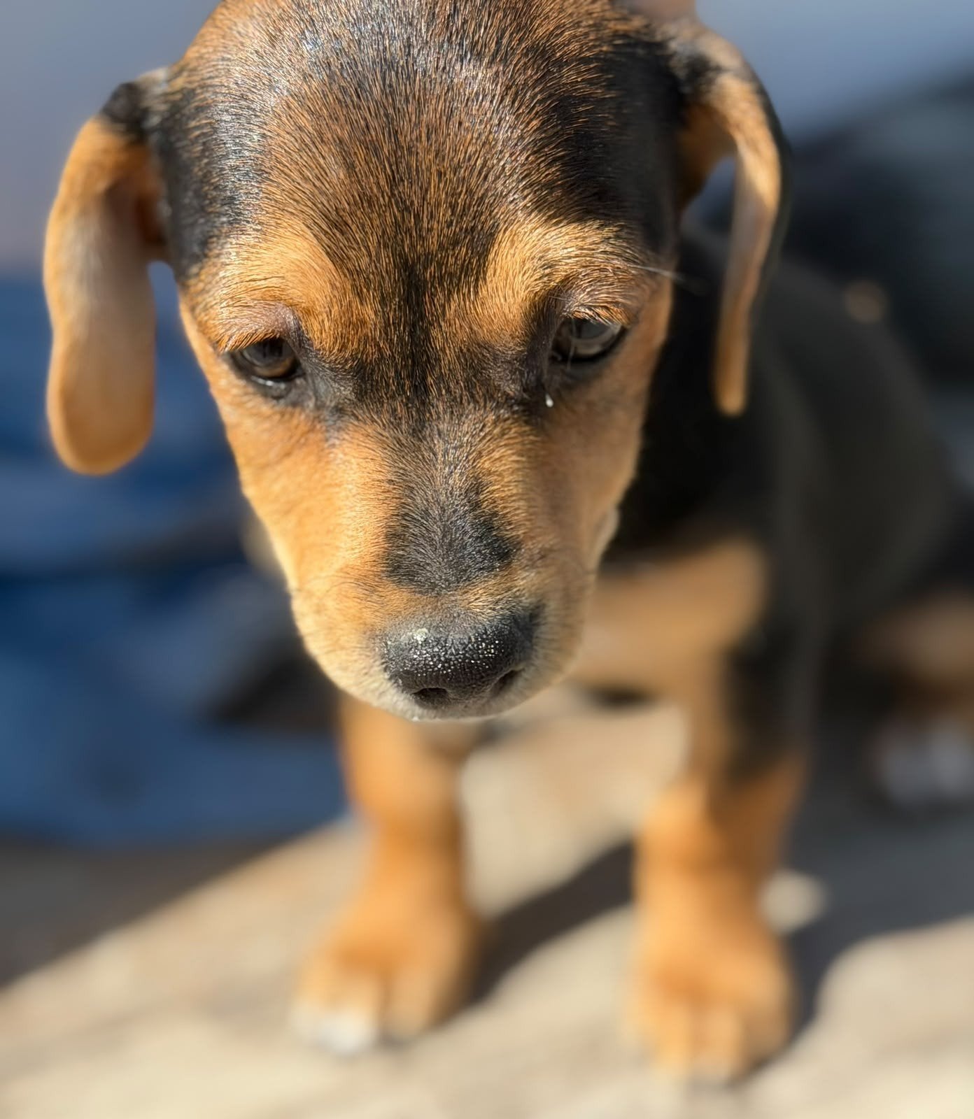 save the best for last Ivan verblijft op Cyprus, Dieren en Toebehoren, 8 tot 15 weken, Buitenland, Eén hond, Klein