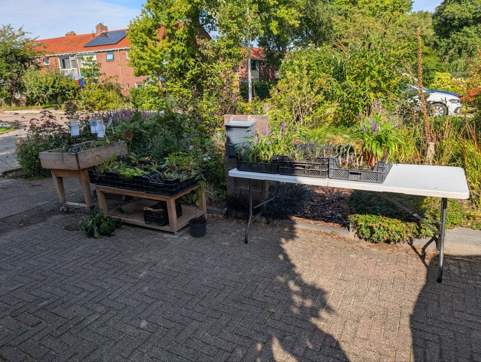 Vaste planten voor kleine prijzen aan de weg te koop., Ophalen, Vaste plant, Overige soorten, Volle zon