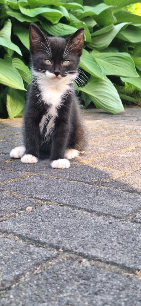 TAMME boerderij kittens, Dieren en Toebehoren, Katten en Kittens | Overige Katten, Meerdere dieren