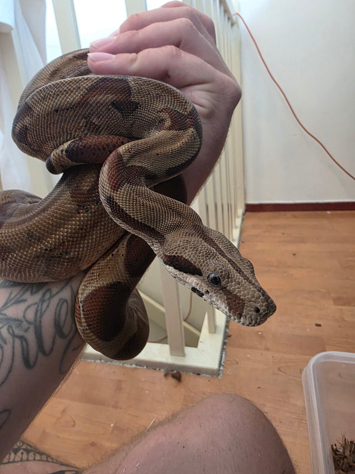 boa constrictor Boa Constrictor photo 4