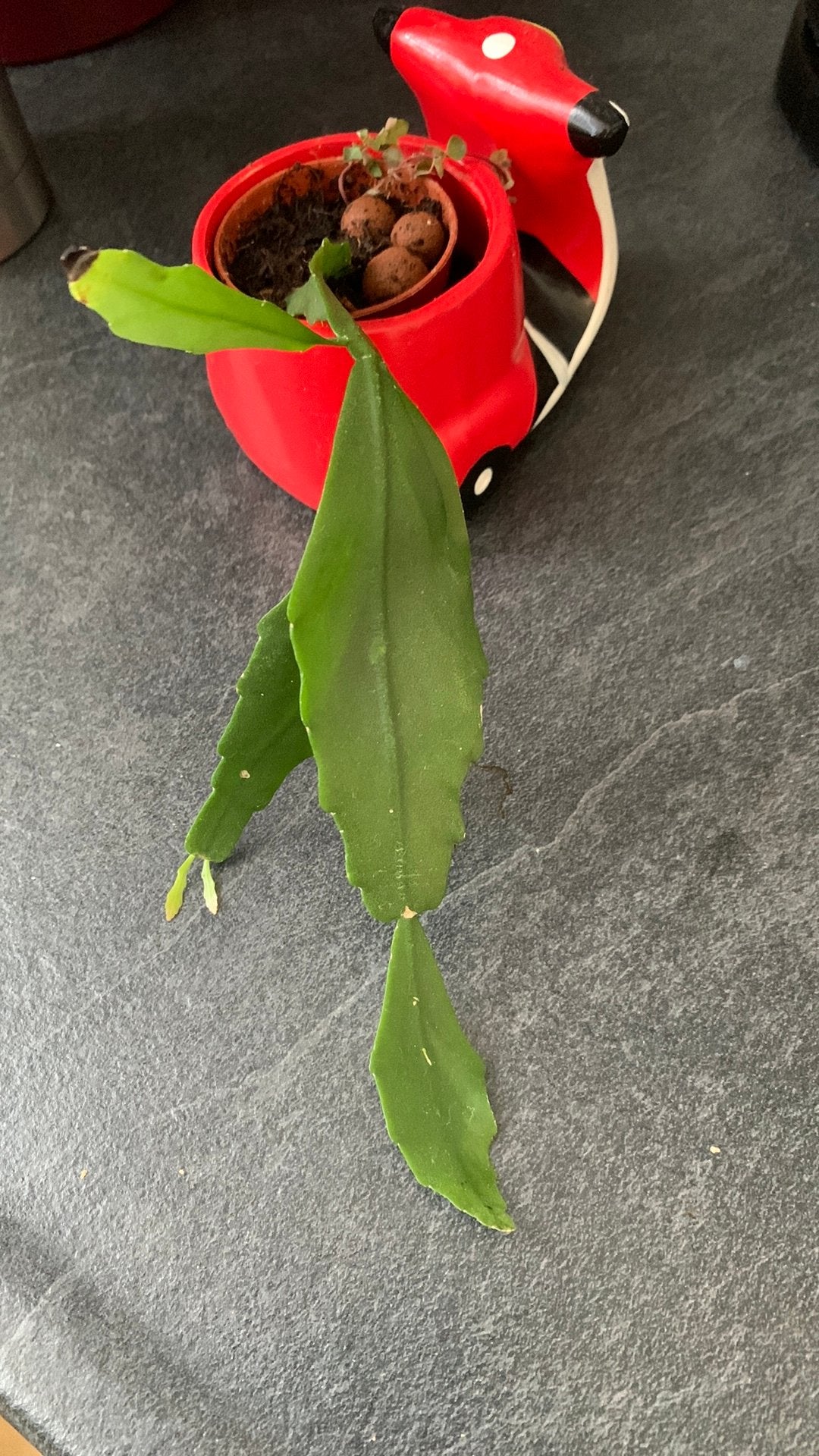 Rhipsalis Crispata stek, Ophalen of Verzenden, Halfschaduw, Minder dan 100 cm