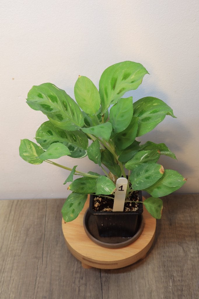 Maranta Kerchoveana Variegata #1, Ophalen, Overige soorten, Halfschaduw, In pot