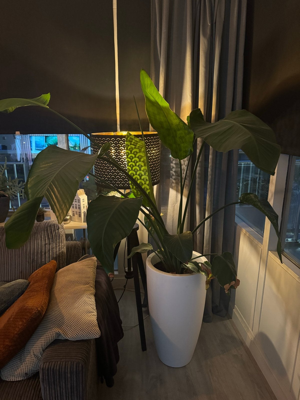 Grote Strelitzia Nicolai in Elho pot - 70cm hoog, Ophalen, Overige soorten, Halfschaduw, In pot