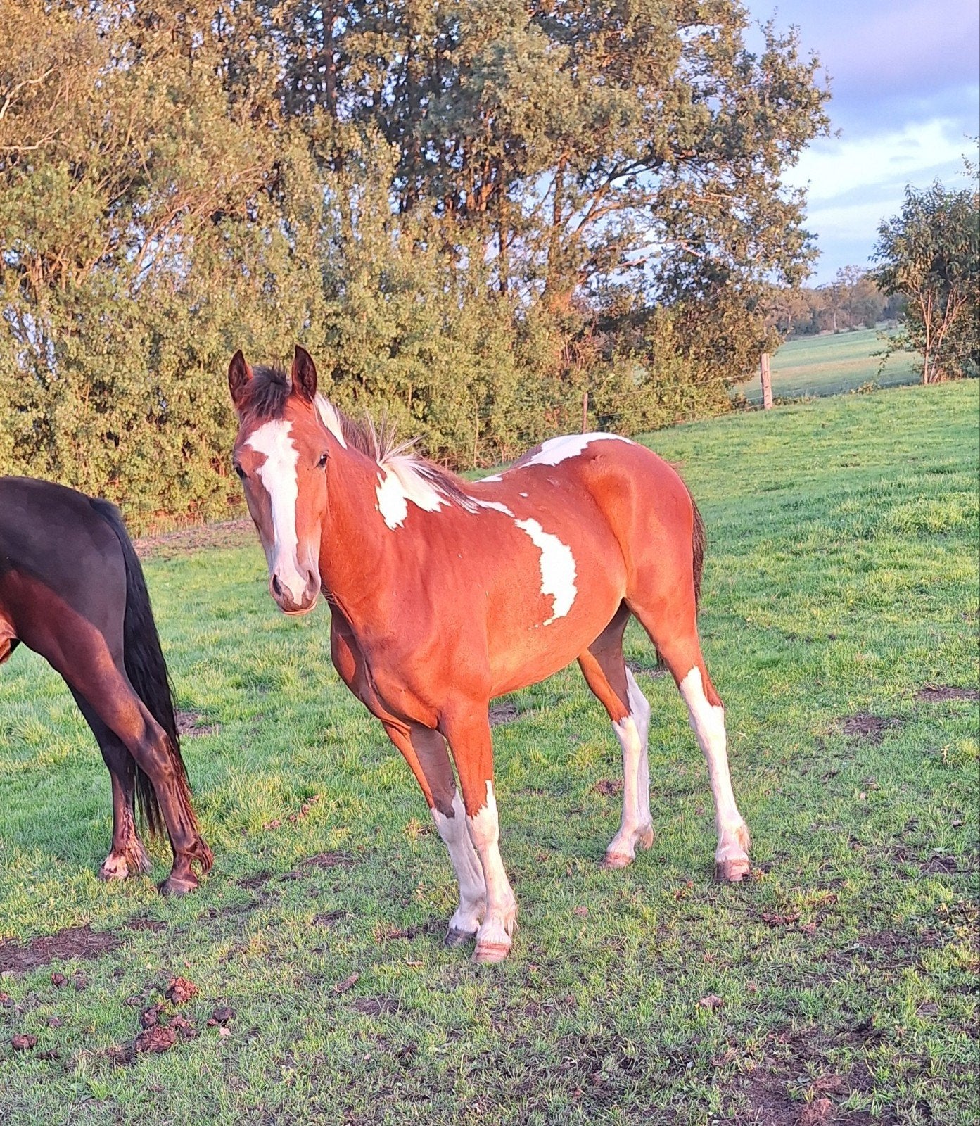 Knappe bruinbonte D pony ruin, Ruin, 0 tot 2 jaar, Gechipt, Onbeleerd