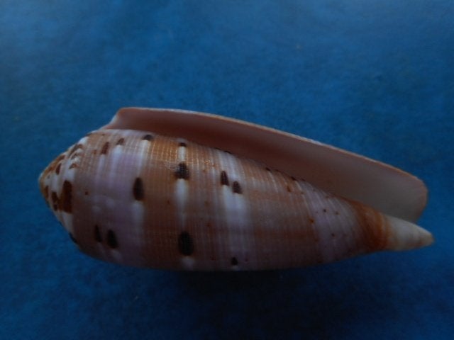 Schelpen: Conus circumcisus Born (speciaal) gem 69mm, Verzenden, Schelp(en)