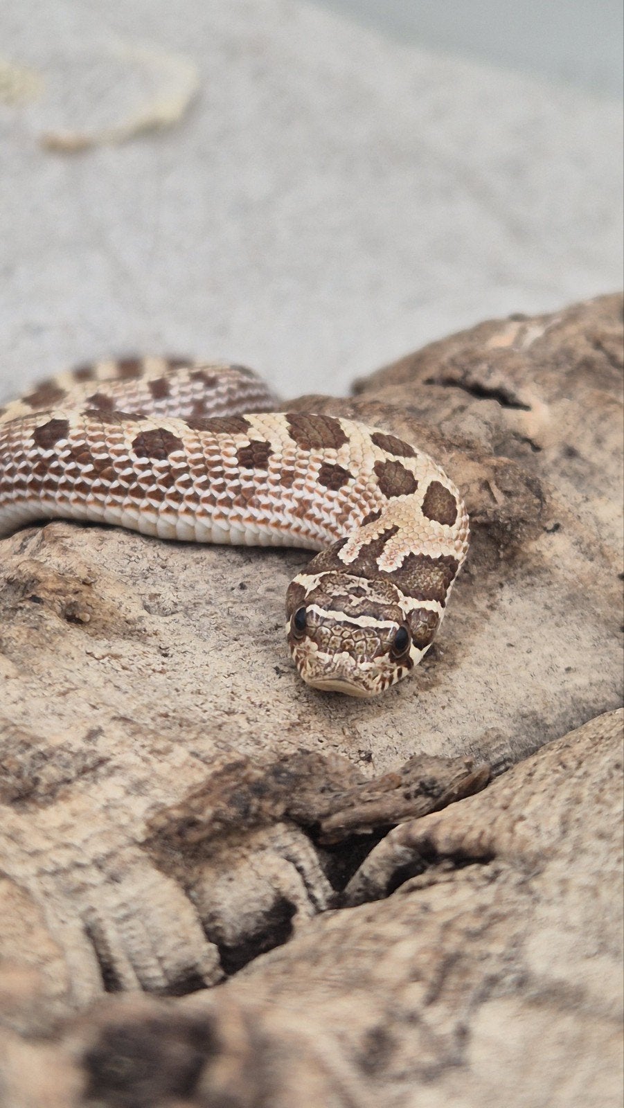 Haakneusslangen uit 2026 Snow/het snow Hognose Snake photo 8