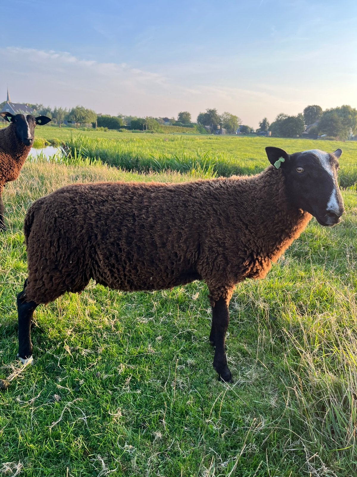 Zwartbles Ramlam NZS, Dieren en Toebehoren, Mannelijk, Schaap