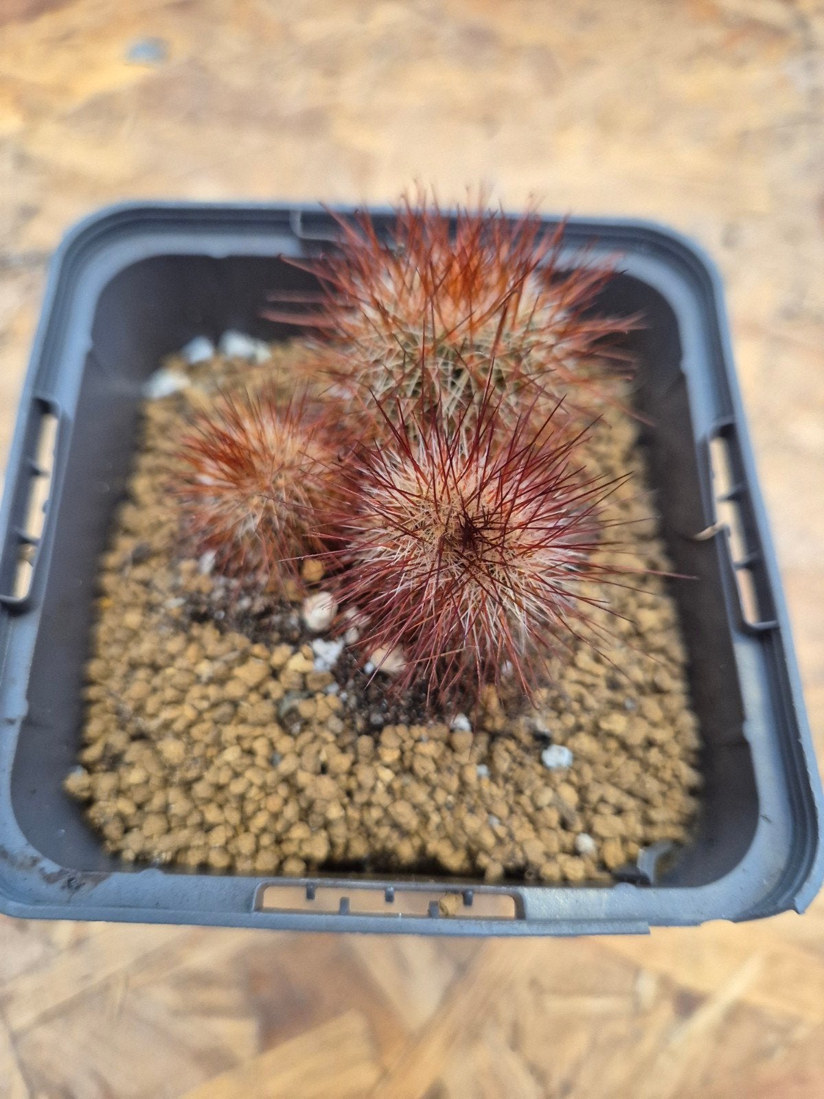 Cactus Mammilaria p10, Huis en Inrichting, Kamerplanten, Ophalen of Verzenden, Cactus, Volle zon, Minder dan 100 cm