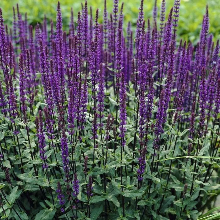 48 Salvia Caradonna, Tuin en Terras, Ophalen, Overige soorten, Volle zon
