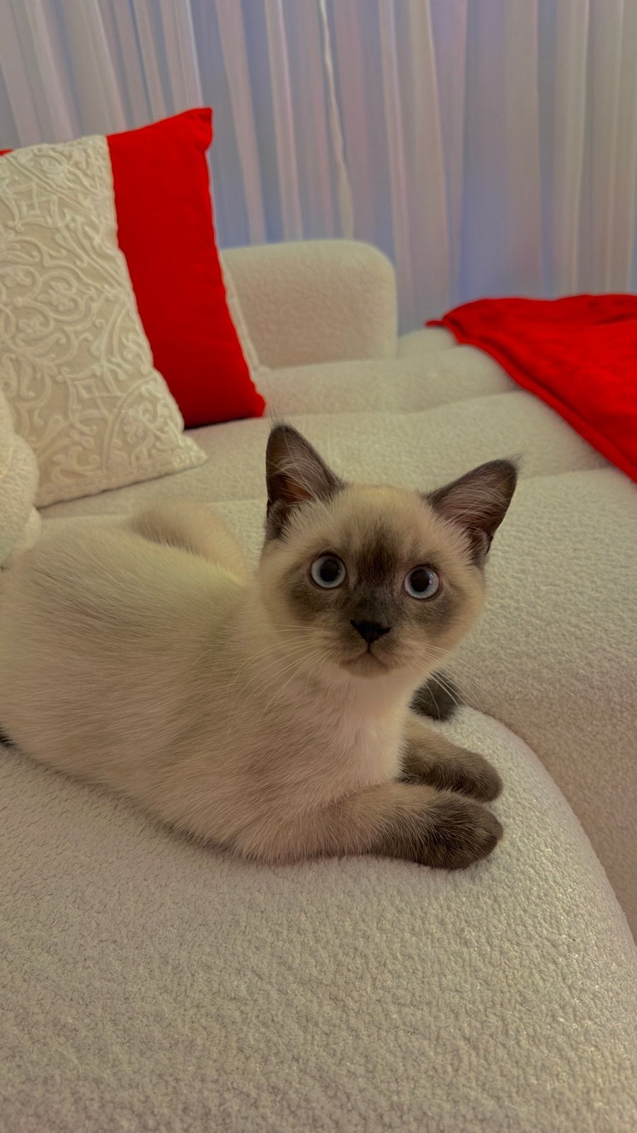 Siamese kat (Blue Point, Dieren en Toebehoren, Katten en Kittens | Raskatten | Korthaar, Kater