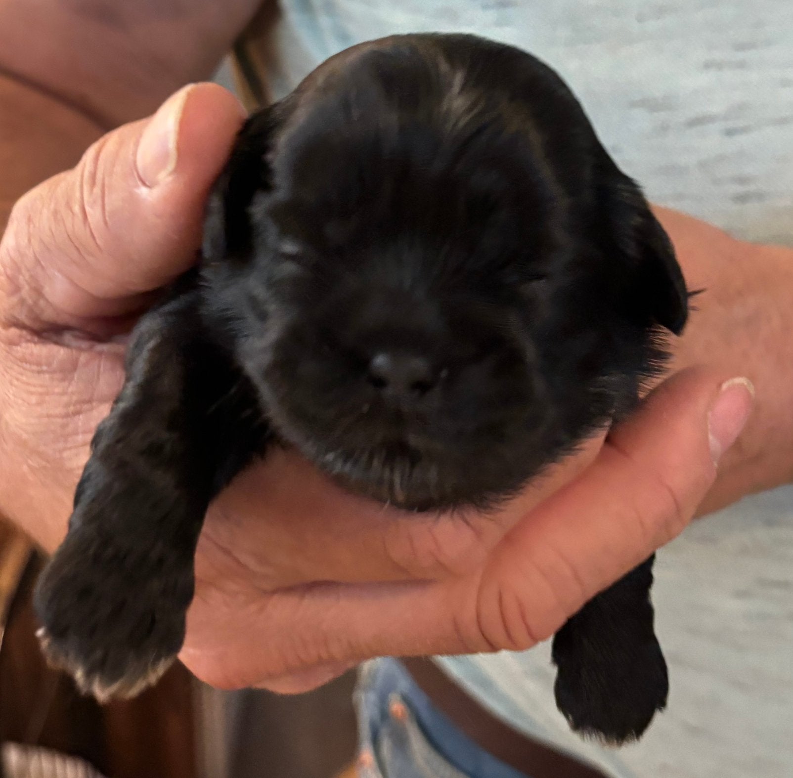 Shih tzu pup (reutje), Parvo, 8 tot 15 weken, Meerdere, Nederland