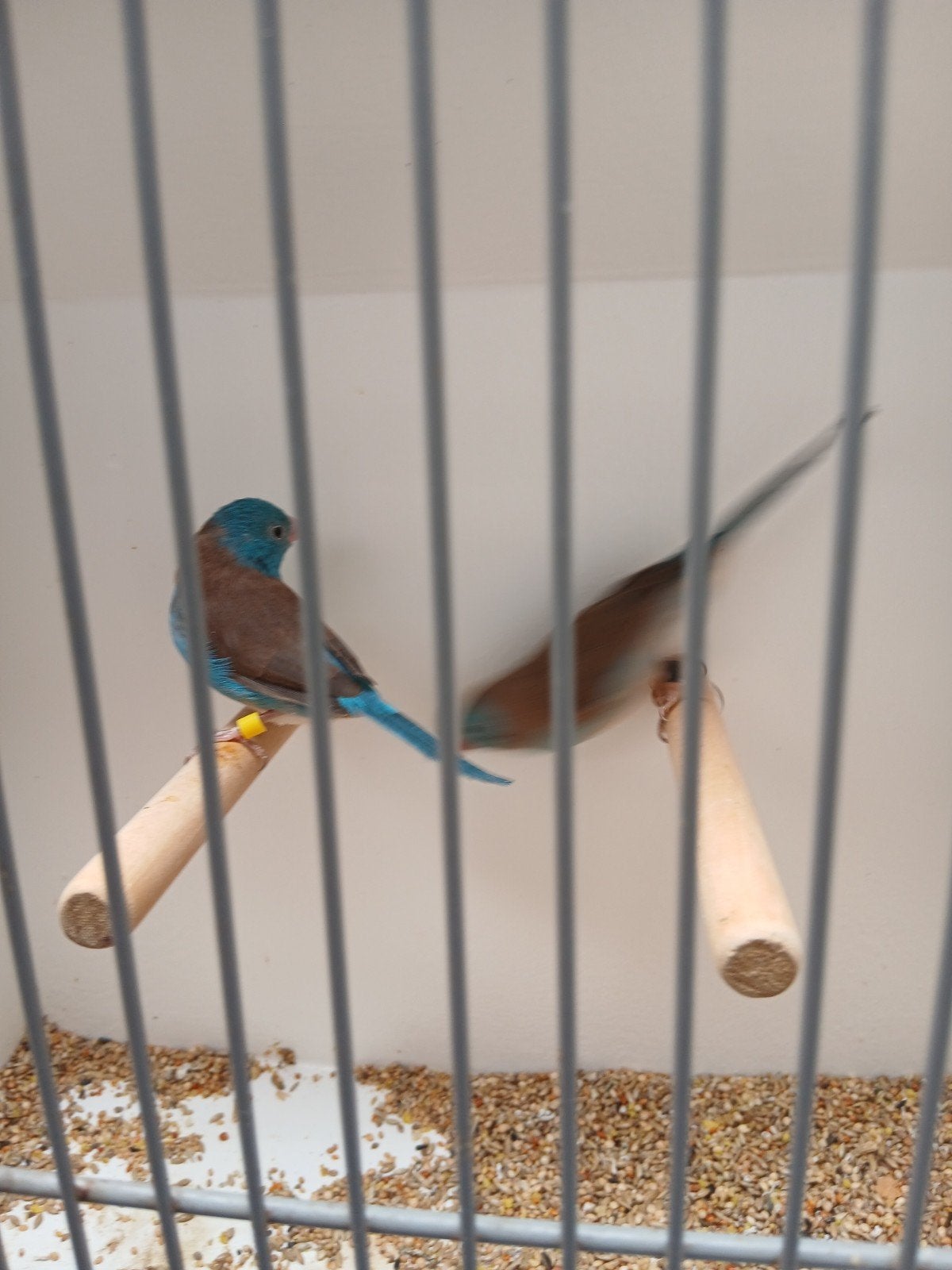 4 koppels  blauwkop  fazantjes 4 koppels  blauwkop  fazantje, Dieren en Toebehoren, Meerdere dieren, Geringd