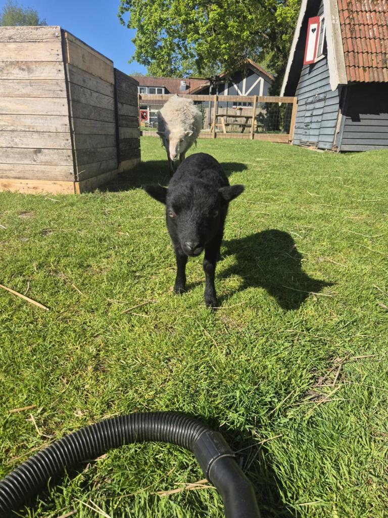 Ouessant, Dieren en Toebehoren, Schapen, Geiten en Varkens, Mannelijk, Schaap, 0 tot 2 jaar