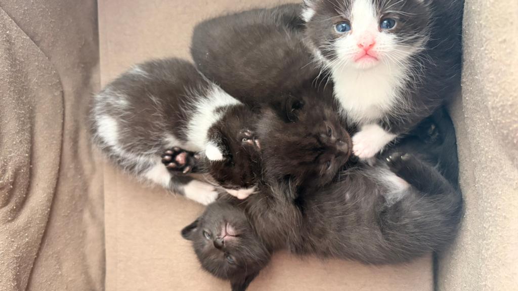Kruising kittens Maine Coon/Siamees/Britse korthaar/Ragdoll, Meerdere dieren, 0 tot 2 jaar
