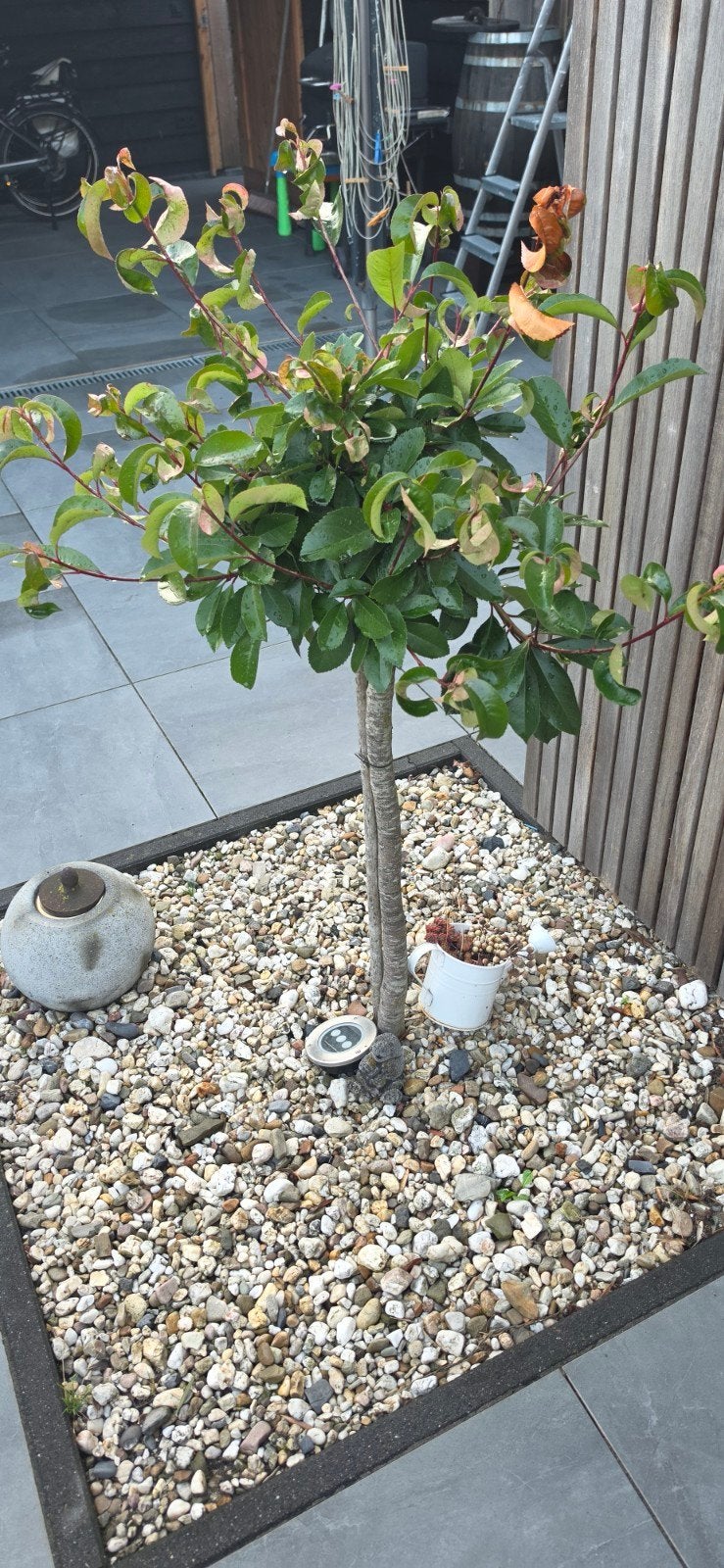 Glansmispel op stam (Photinia fraseri 'Red Robin'), Ophalen of Verzenden, Overige soorten, Halfschaduw