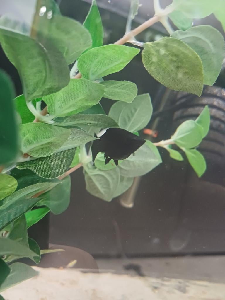 Black molly
