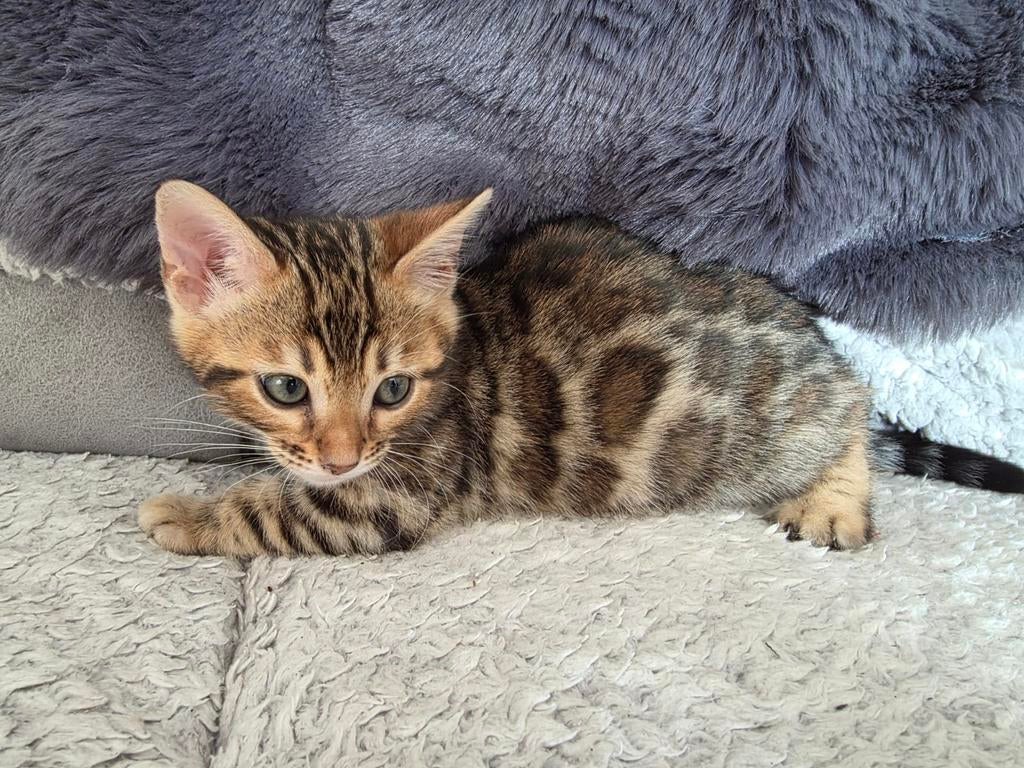Bengal kittens met stamboom te koop 3 color NOG EEN KATJE, Dieren en Toebehoren, Katten en Kittens | Raskatten | Langhaar, Meerdere dieren
