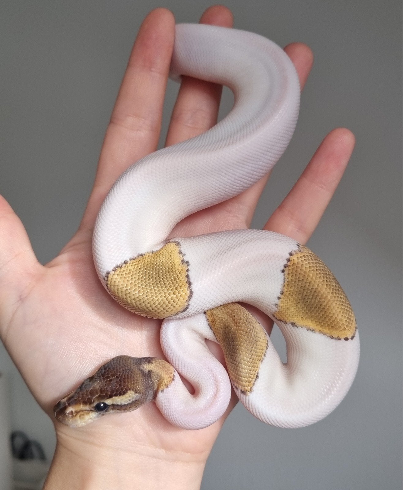 1.0 mojave piebald 66% het lavender albino koningspython Ball Python photo 3