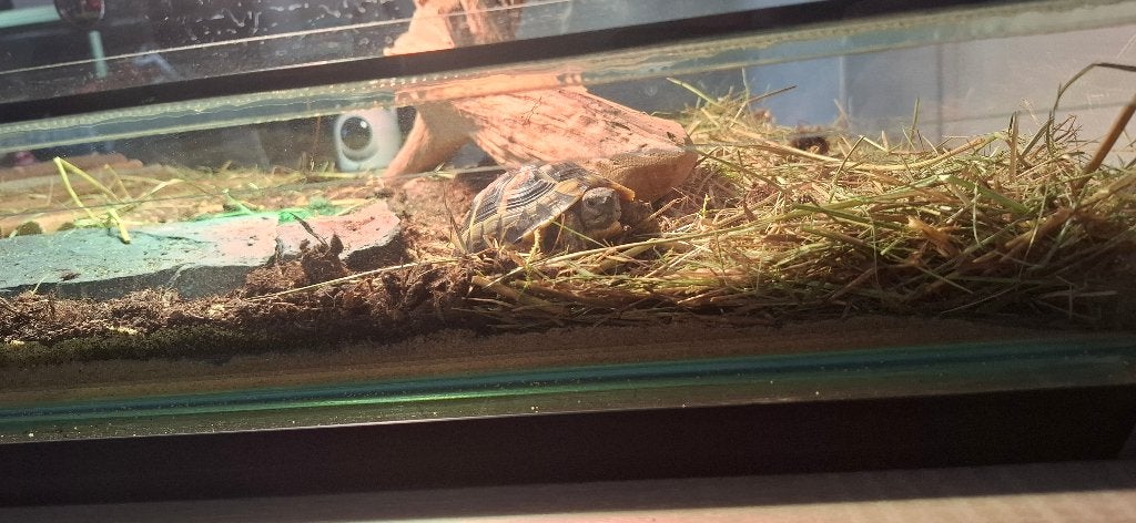 Schildpad alles erop er aan Tortoise - unknown for sale from David Willink