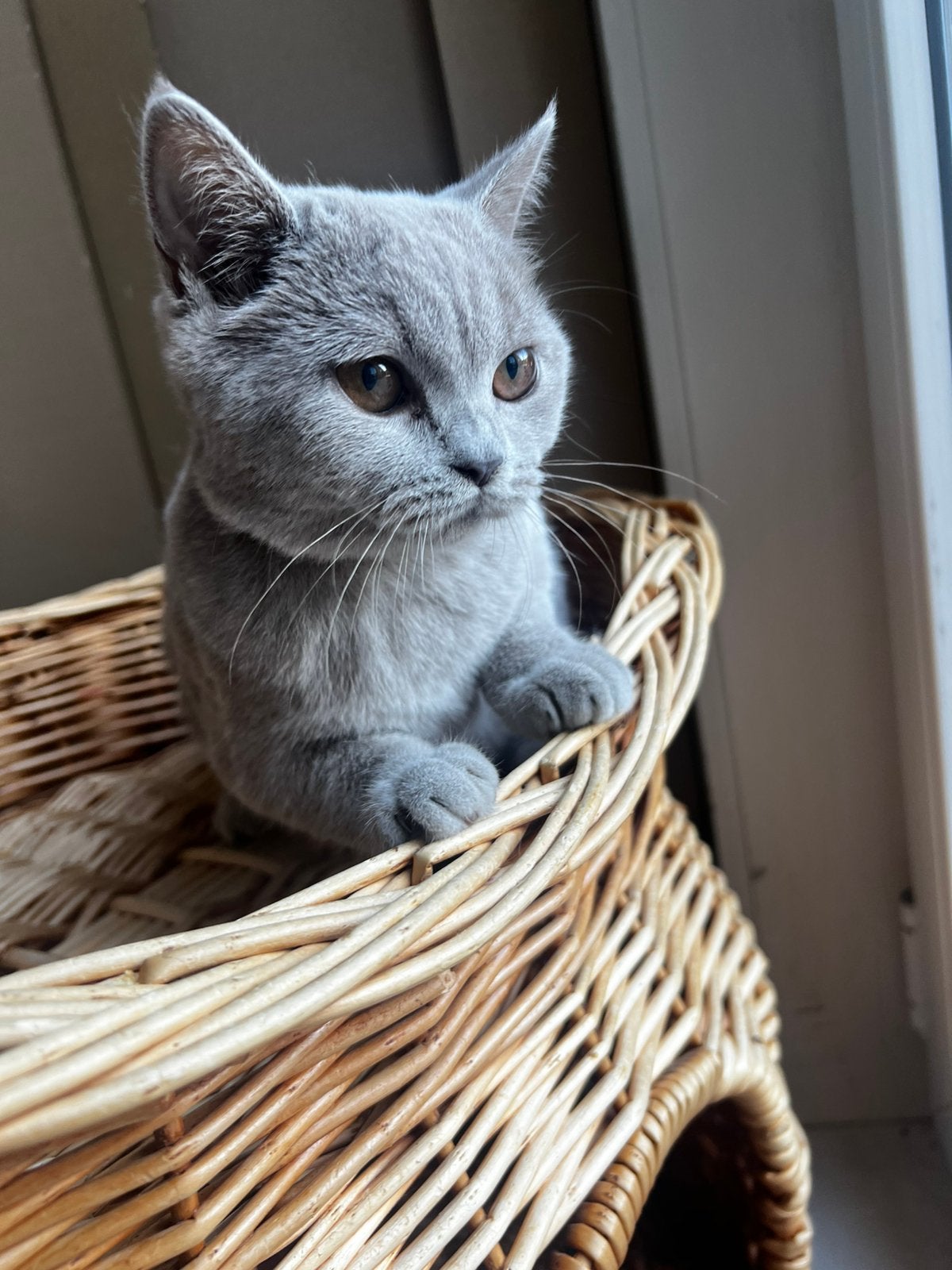 Prachtige raszuivere britse korthaar kittens, Meerdere dieren, Gechipt, 0 tot 2 jaar