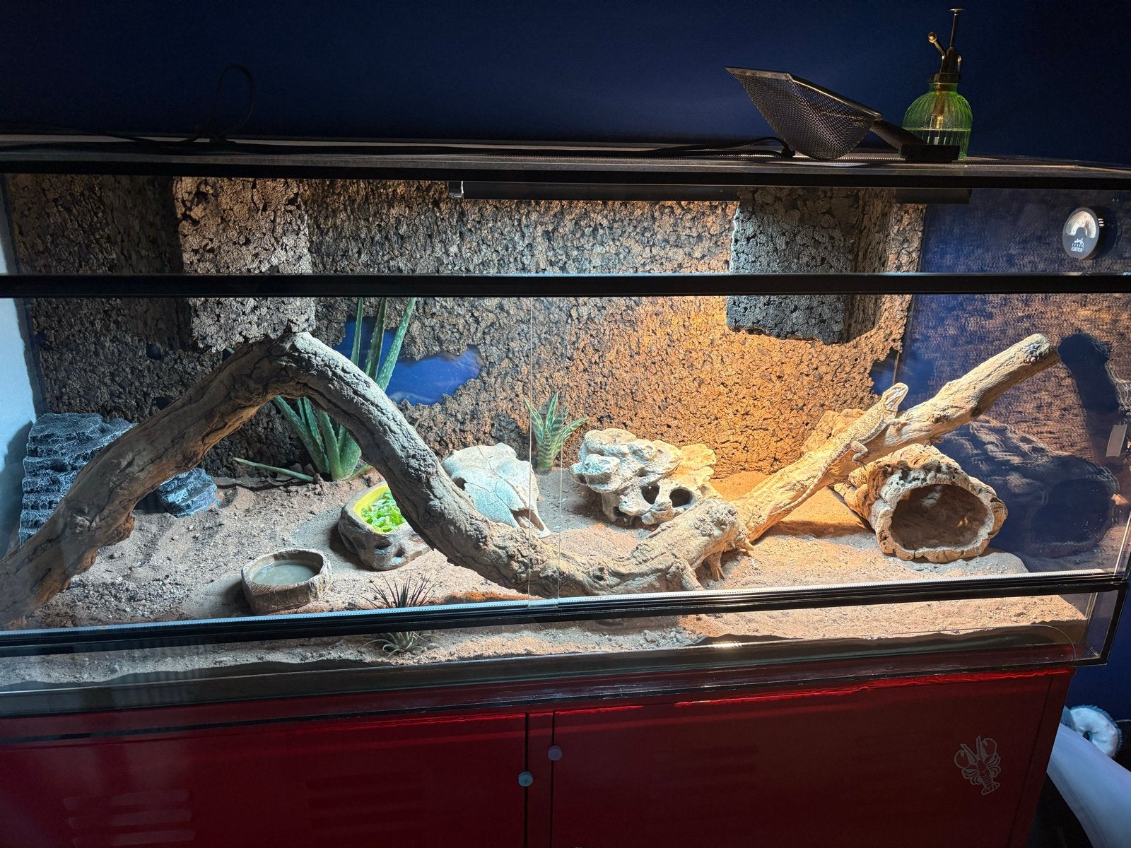 Dwerg baardagaam incl. terrarium en veel accessoires, Ophalen, Zo goed als nieuw, Terrarium of Paludarium