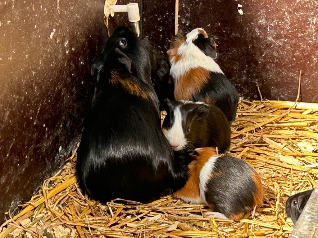 Jonge cavia beertjes, gezond en sociaal, Mannelijk, Dwerg, 0 tot 2 jaar