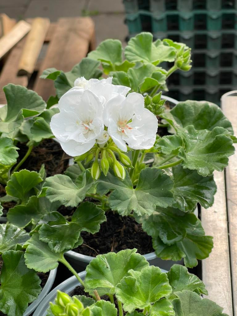 Pelargonium - geranium (4 voor €5), Volle zon, Eenjarig, Zomer, Ophalen