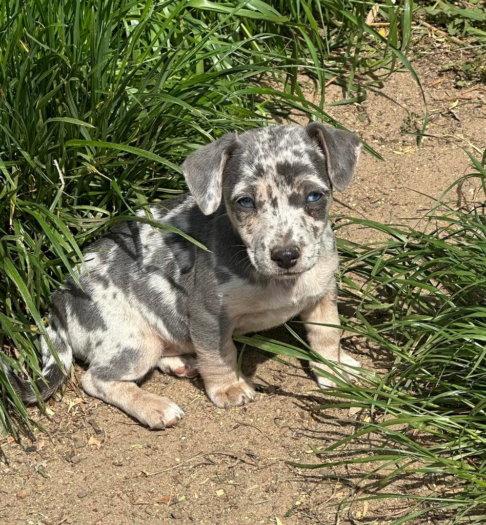 Jack Russel Pups blauw/merle Direct beschikbaar, Dieren en Toebehoren, Honden | Jack Russells en Terriërs, Meerdere dieren, Jack Russell Terriër