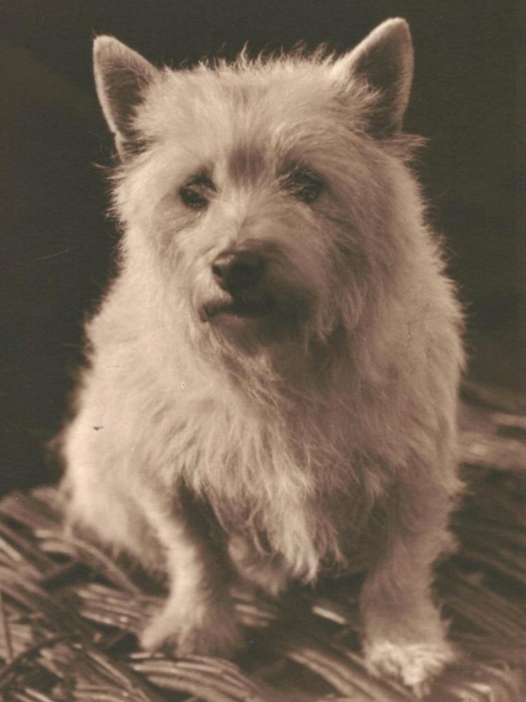 967402	Oude ansichtkaart	Hond	Hondje	West highland, Ophalen of Verzenden, 1920 tot 1940, Ongelopen, Hond of Kat