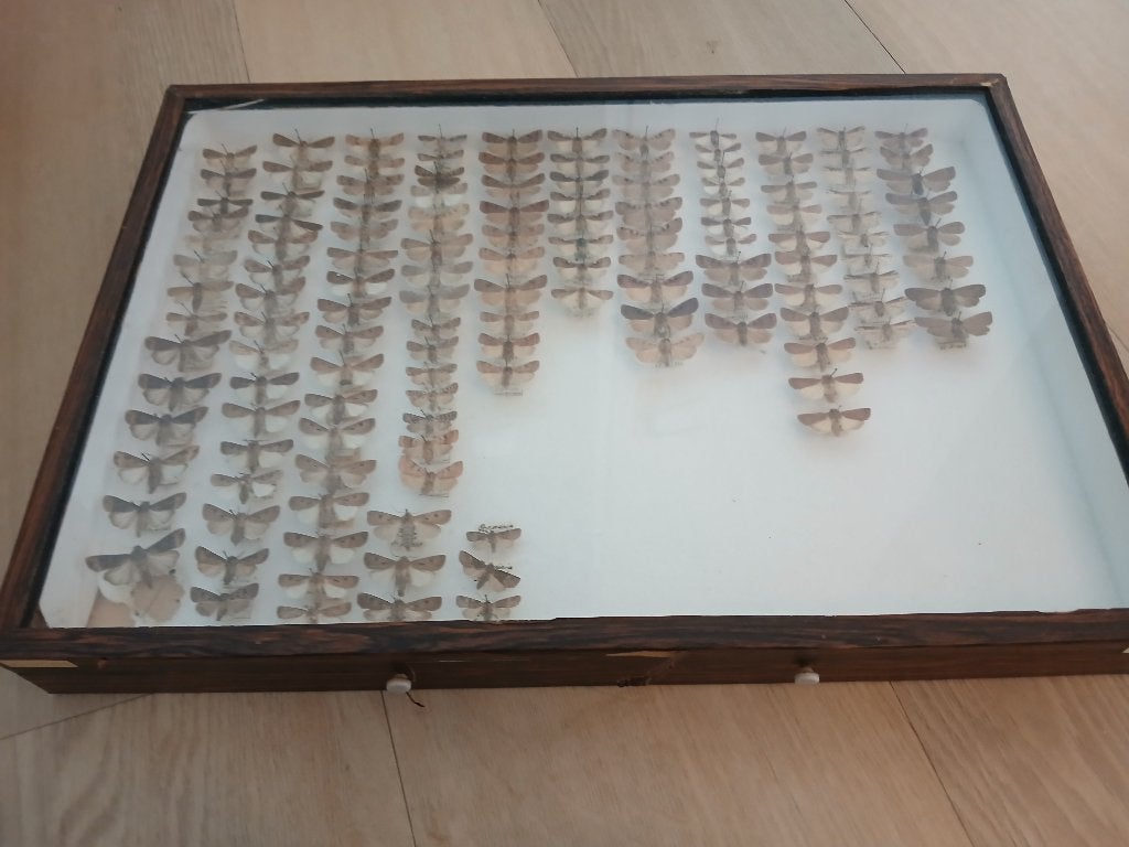 Vintage insectenverzameling in houten vitrine, Ophalen, Gebruikt, Insect, Opgezet dier