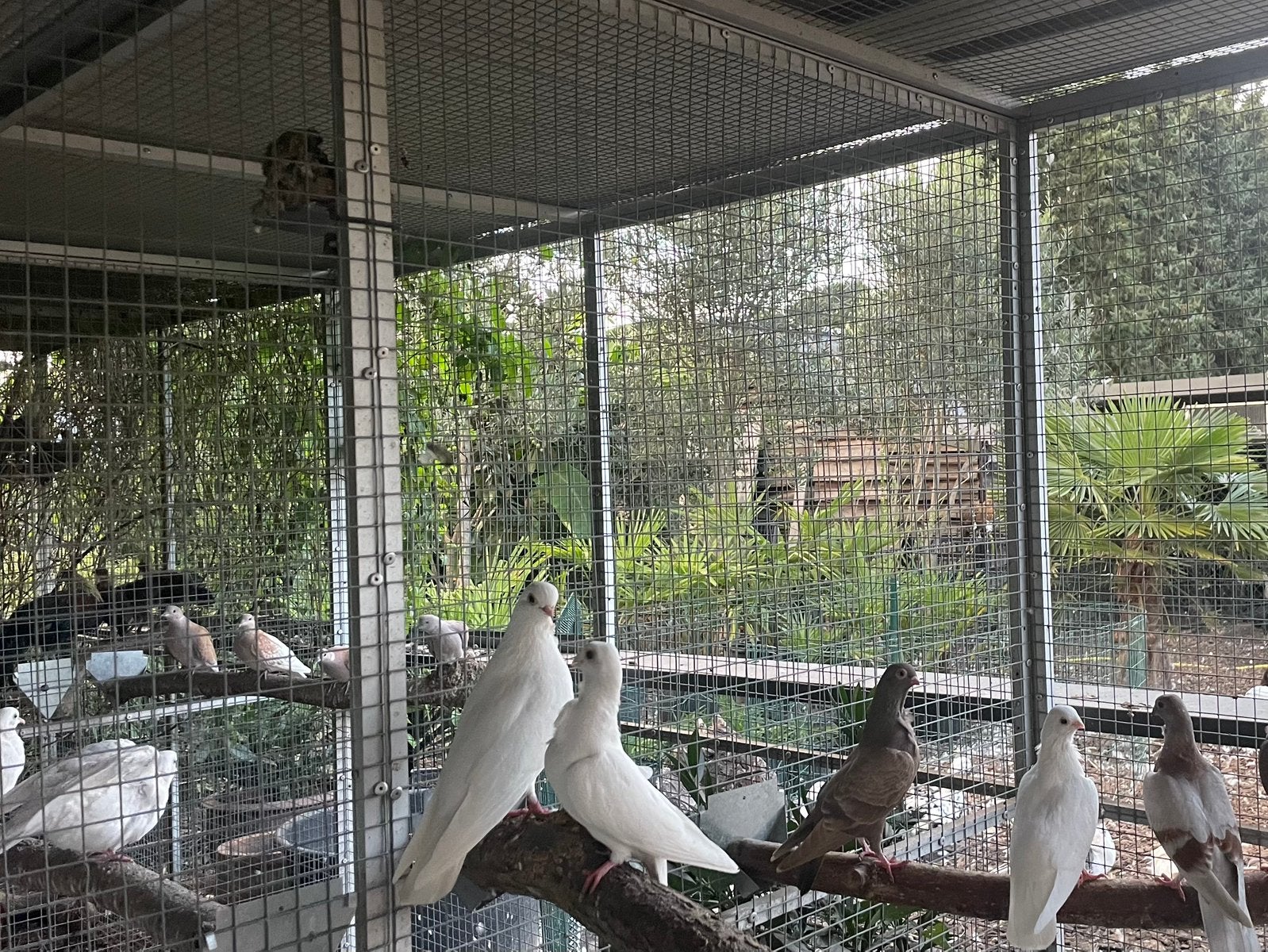 Koppel witte figuritas, Meerdere dieren, Overige soorten