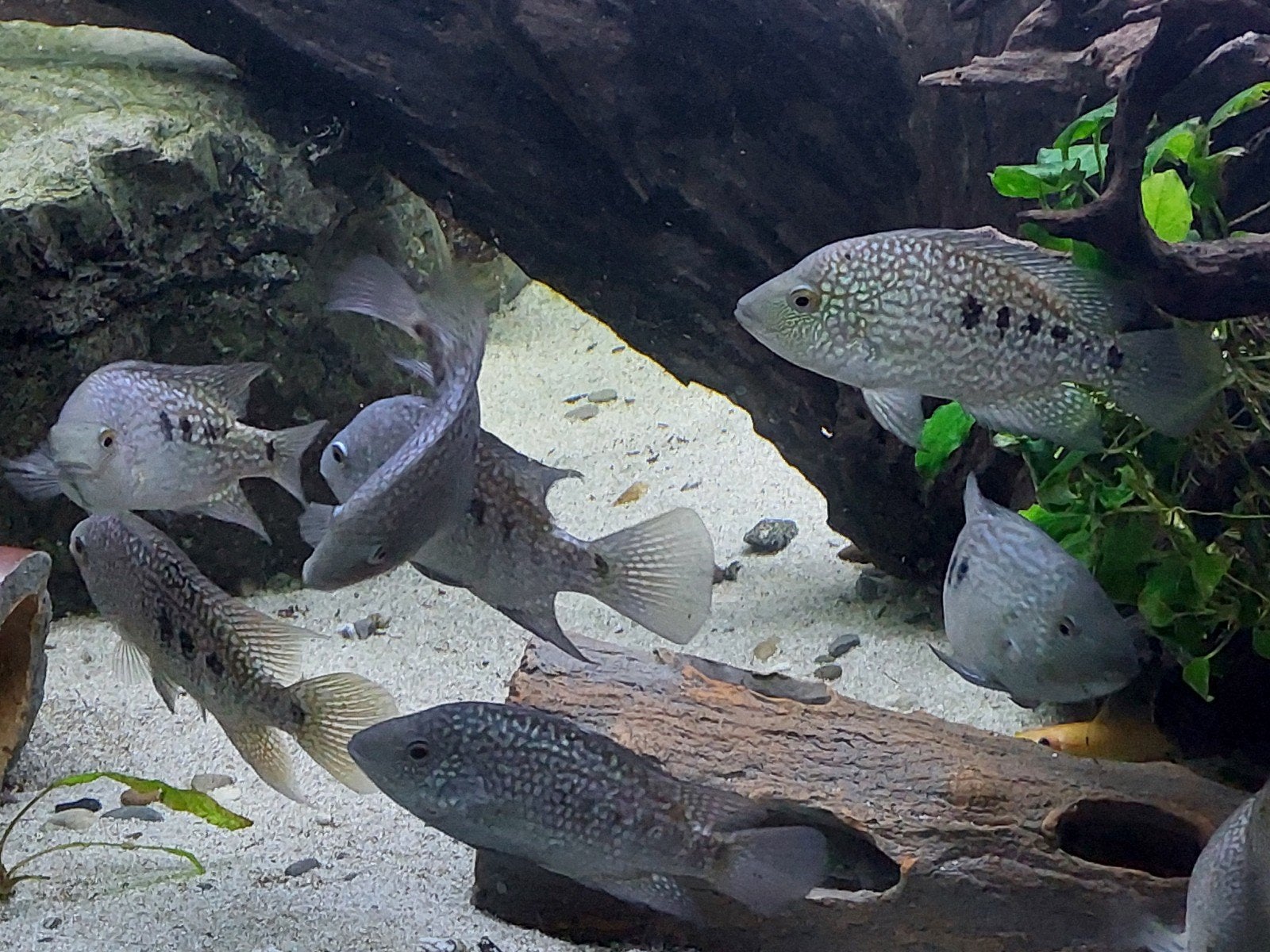 Groepje Texas Cichlide, Herichthys Carpintis, Dieren en Toebehoren, Vis
