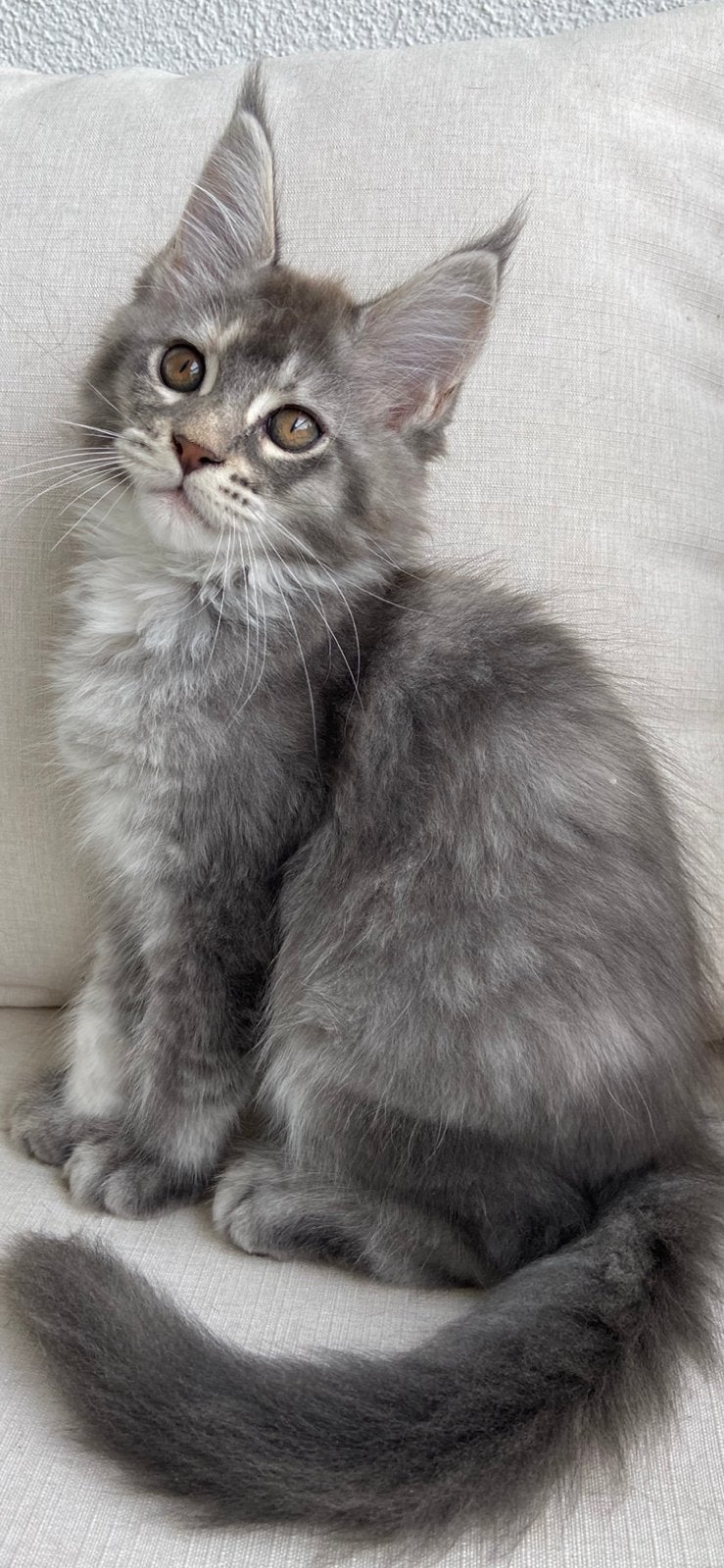 Maine coon kittens met stamboom, mogen verhuizen, Dieren en Toebehoren, Meerdere dieren, Met stamboom, 0 tot 2 jaar