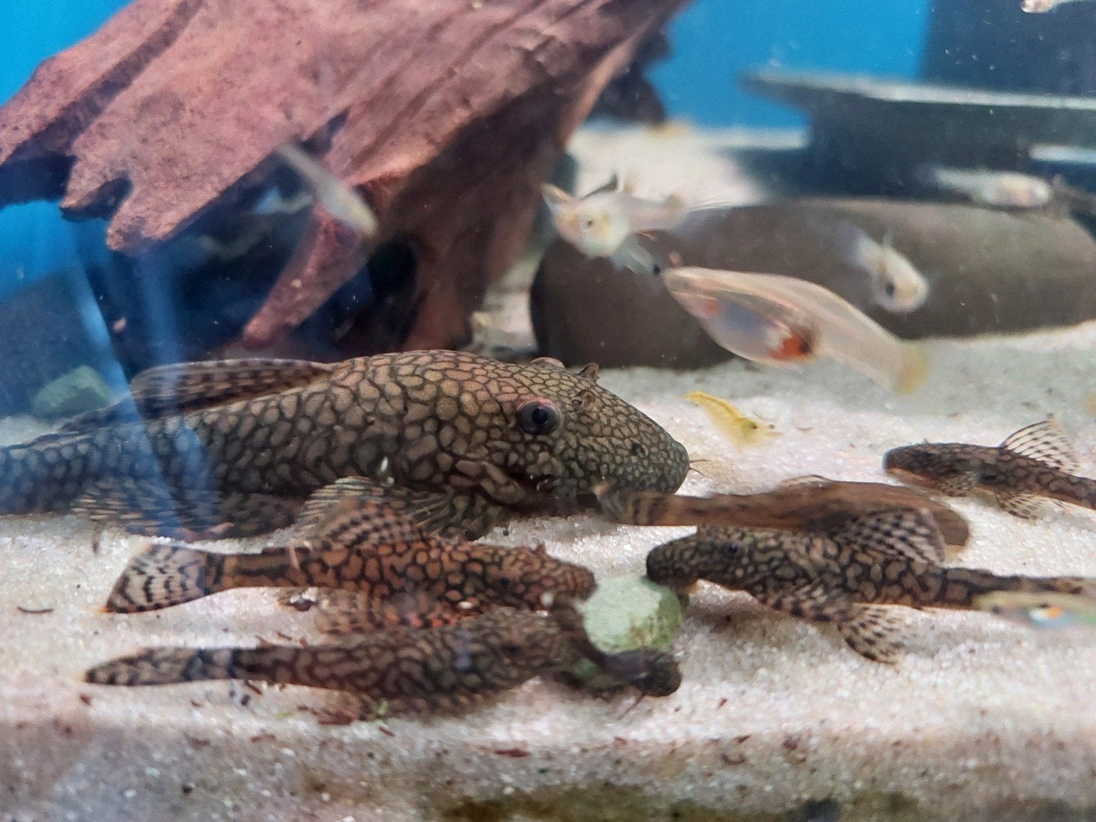 L529 Ancistrus Tocantins 3 stuks, Dieren en Toebehoren, Vis