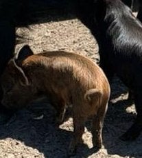 Kune kune big (borg), Mannelijk, Varken, 0 tot 2 jaar