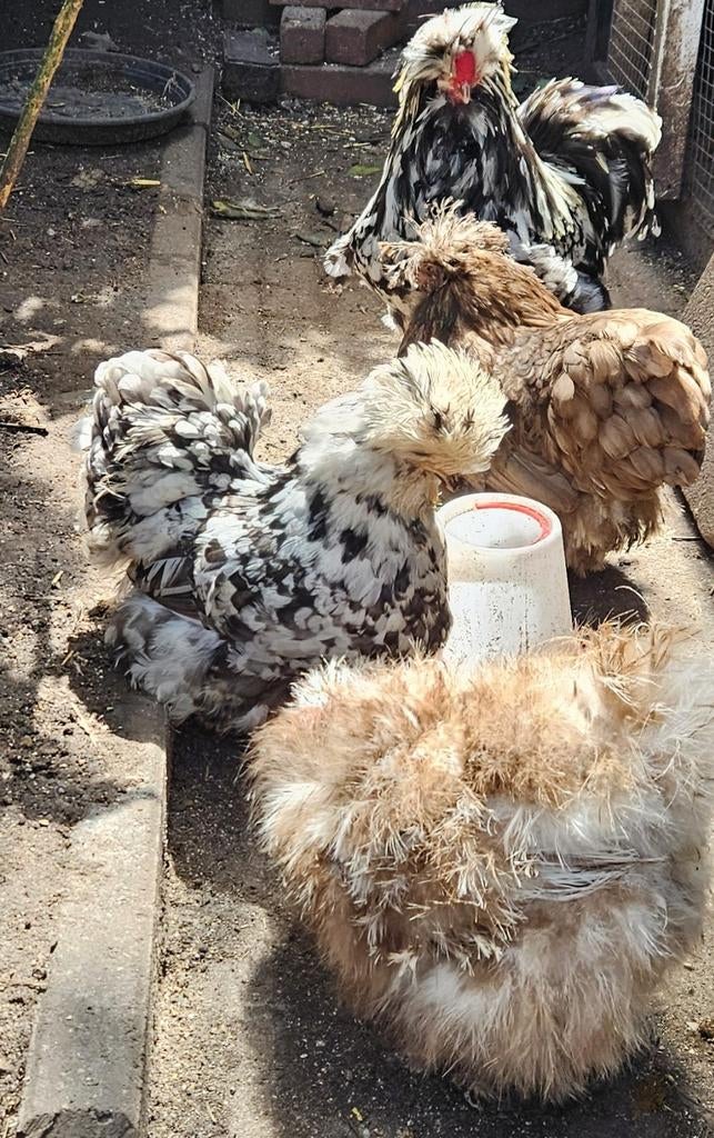 Usa mottled broedeieren zijdehoender, Dieren en Toebehoren, Geslacht onbekend, Kip