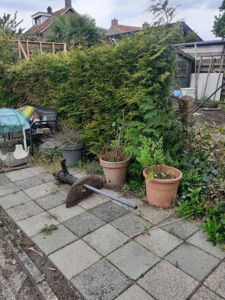 Gratis ophalen coniferen. Zelf eruit halen, Tuin en Terras, Ophalen, Conifeer, Haag, 100 tot 250 cm