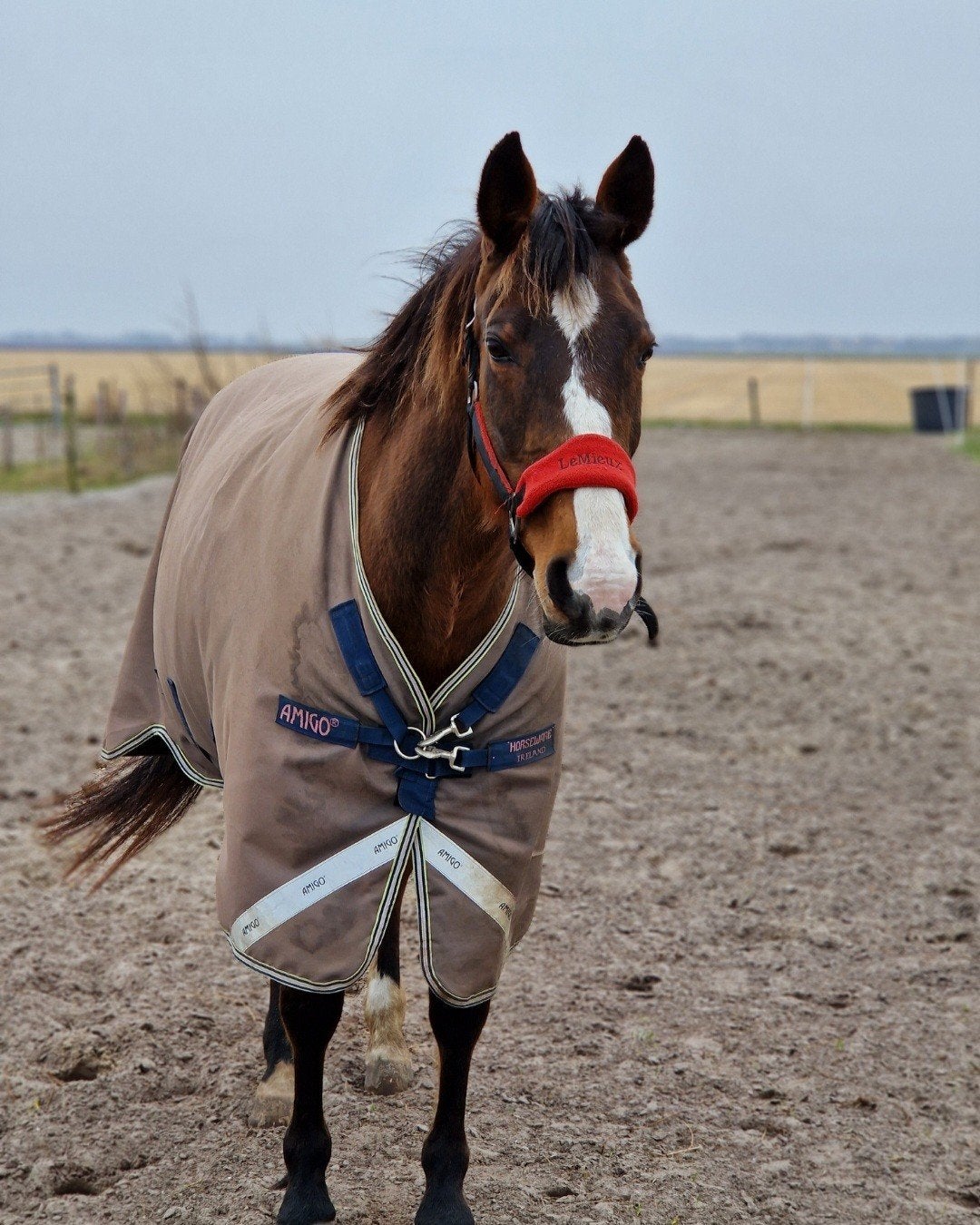 Horseware amigo bravo 12plus, Ophalen of Verzenden, Gebruikt