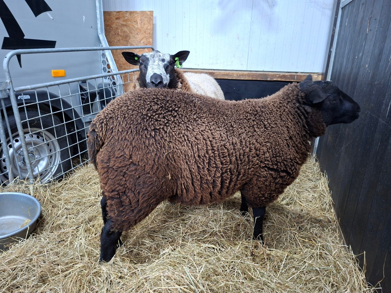 zuiver zwarte dekram, Dieren en Toebehoren, Mannelijk, Schaap
