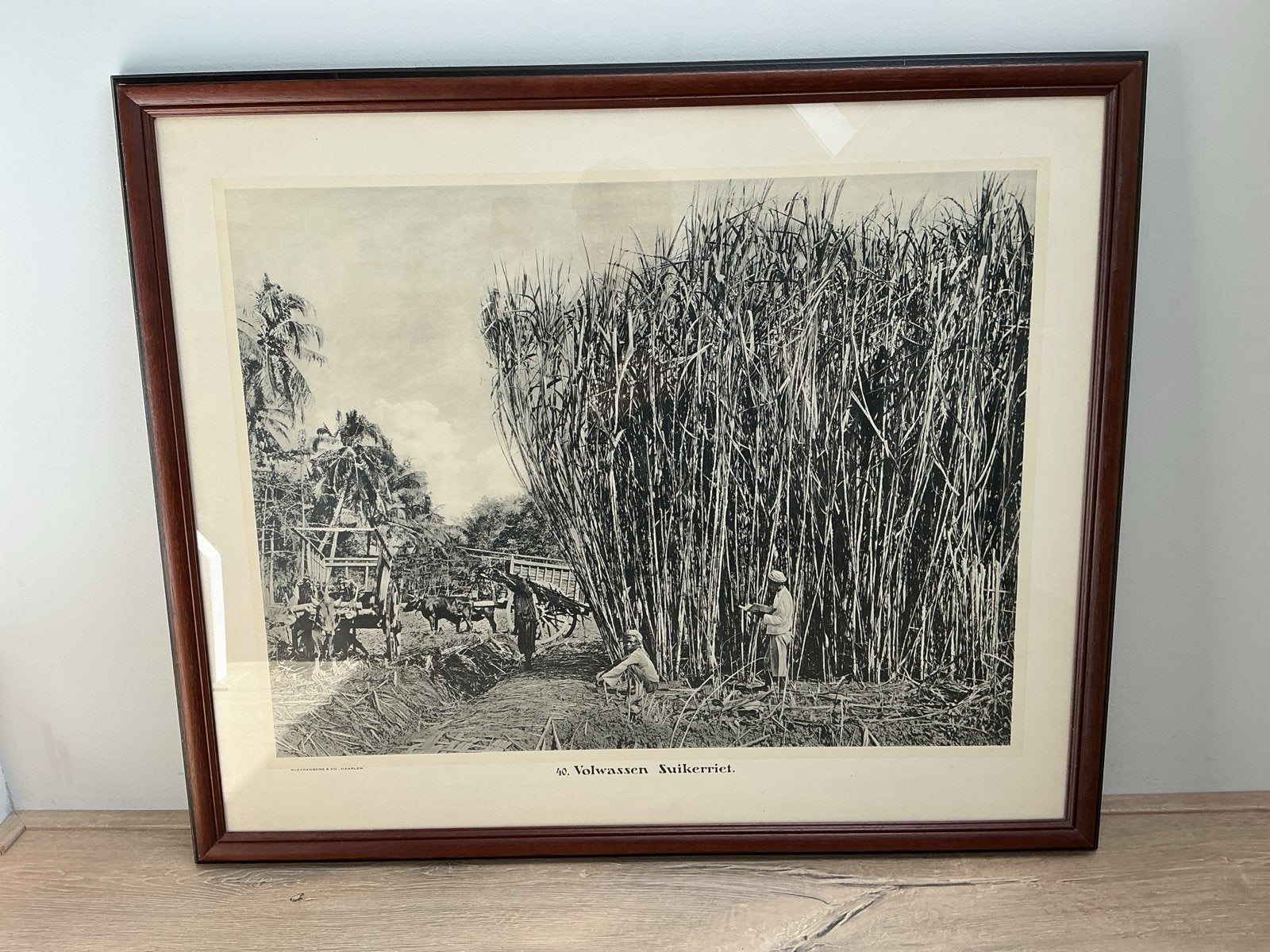 Schoolplaat kleynenberg en Co Haarlem gaaf lijst circa 1912, Antiek en Kunst, Antiek | Schoolplaten, Ophalen of Verzenden, Natuur en Biologie