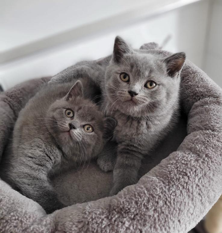 Britse Korthaar kittens, Dieren en Toebehoren, Katten en Kittens | Raskatten | Korthaar, Meerdere dieren, Ontwormd, 0 tot 2 jaar