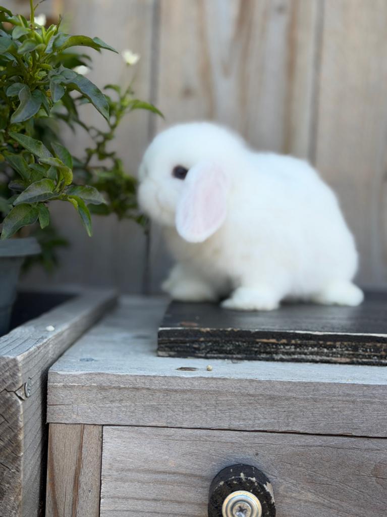 Mini lop konijntjes, Dieren en Toebehoren, Konijnen, Dwerg, Meerdere dieren