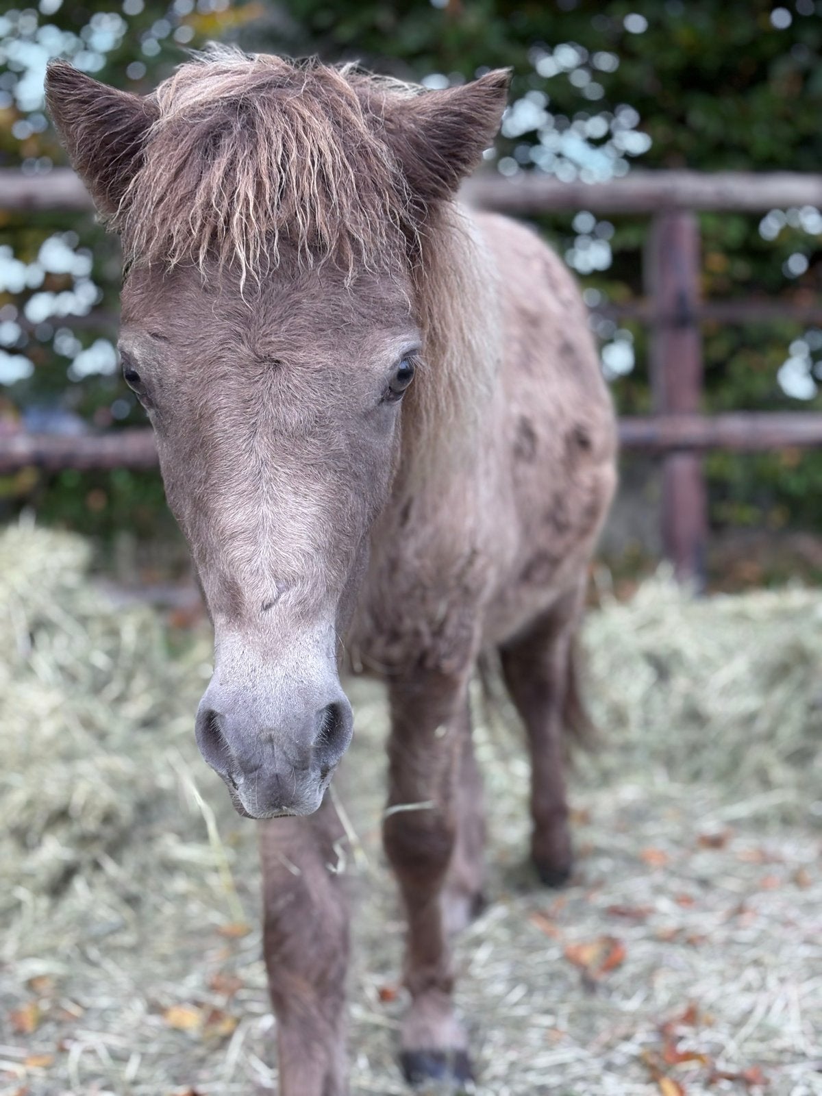 Brave kinderpony / Bonte Shetlander / Zwarte Shetty, Dieren en Toebehoren, Pony's, Ruin, A pony (tot 1.17m), Recreatiepony, Gechipt