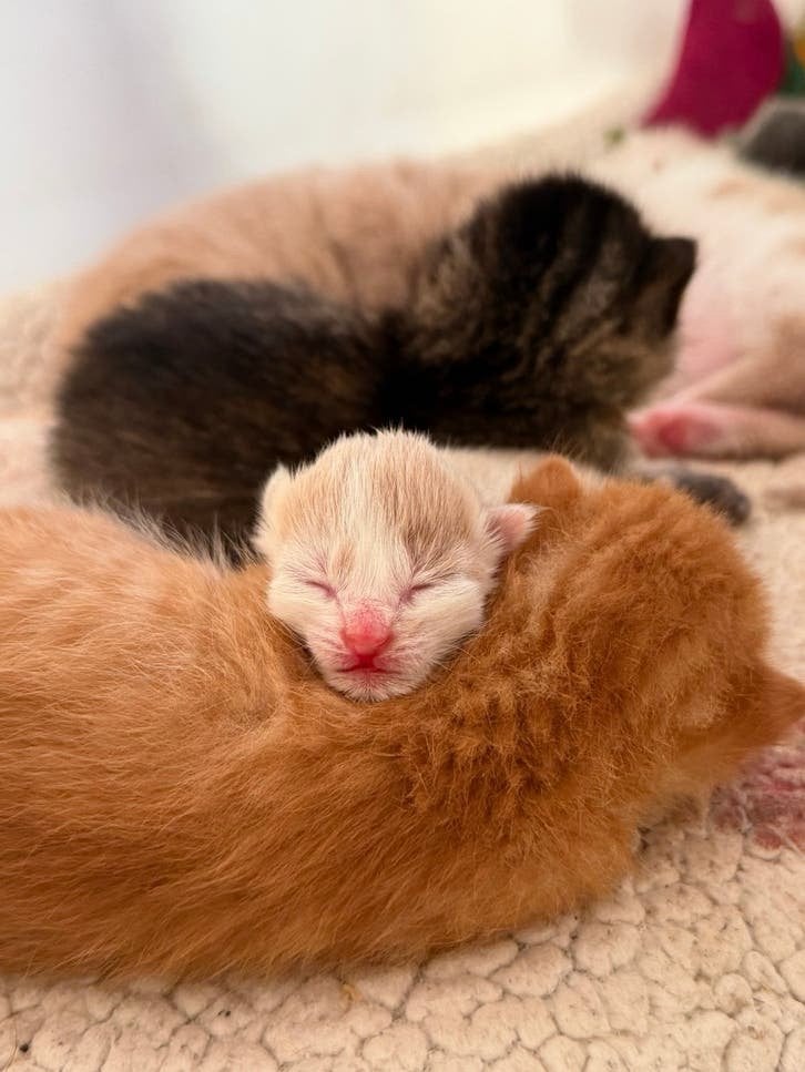Boerderijkittens (nog 2 tamme katers), Dieren en Toebehoren, Meerdere dieren, Kortharig, 0 tot 2 jaar