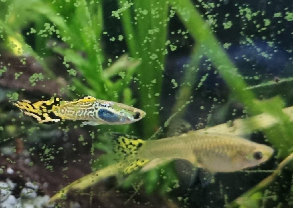 gele tijger endler gup, Dieren en Toebehoren, Vis